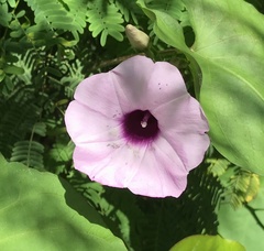Ipomoea tiliacea