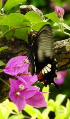 Papilio polytes