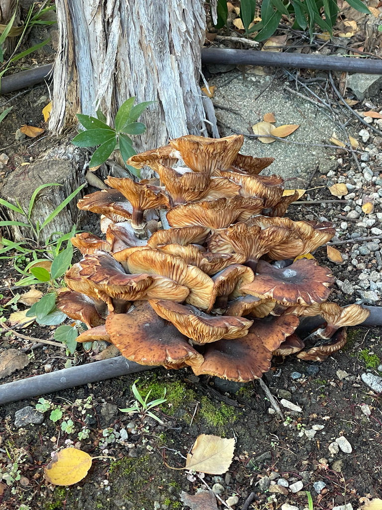 Armillaria mellea · December 2025 · photo: © teamvalor786succulentsandcacti (iNaturalist, cc-by)
