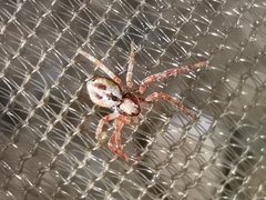 Philodromus fuscolimbatus