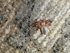 Philodromus fuscolimbatus