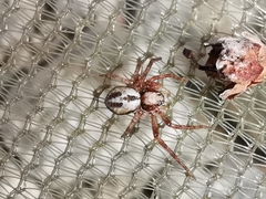 Philodromus fuscolimbatus