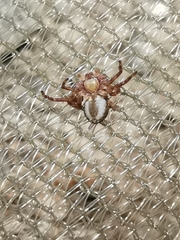 Philodromus fuscolimbatus