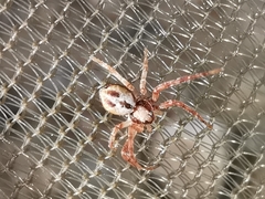 Philodromus fuscolimbatus