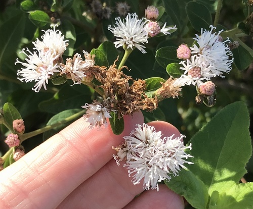 Santa Maria (Lepidaploa glabra)