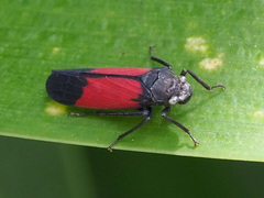 Cardioscarta flavifrons
