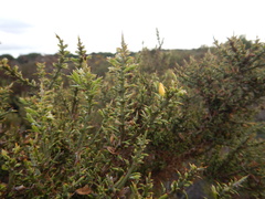 Ulex argenteus