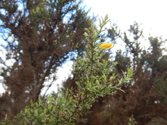 Ulex argenteus