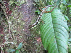 Anolis gracilipes