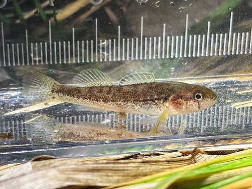 Arkansas darter (Etheostoma cragini) — Percidae — 4