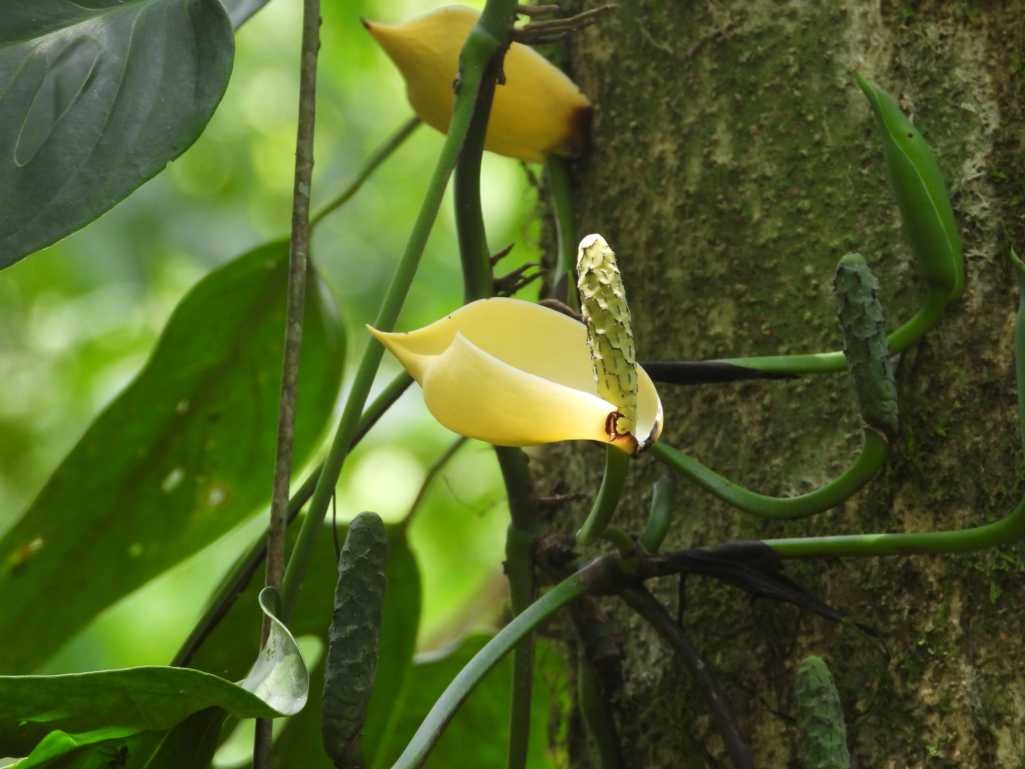 Window-Leaf Monstera (Monstera obliqua)