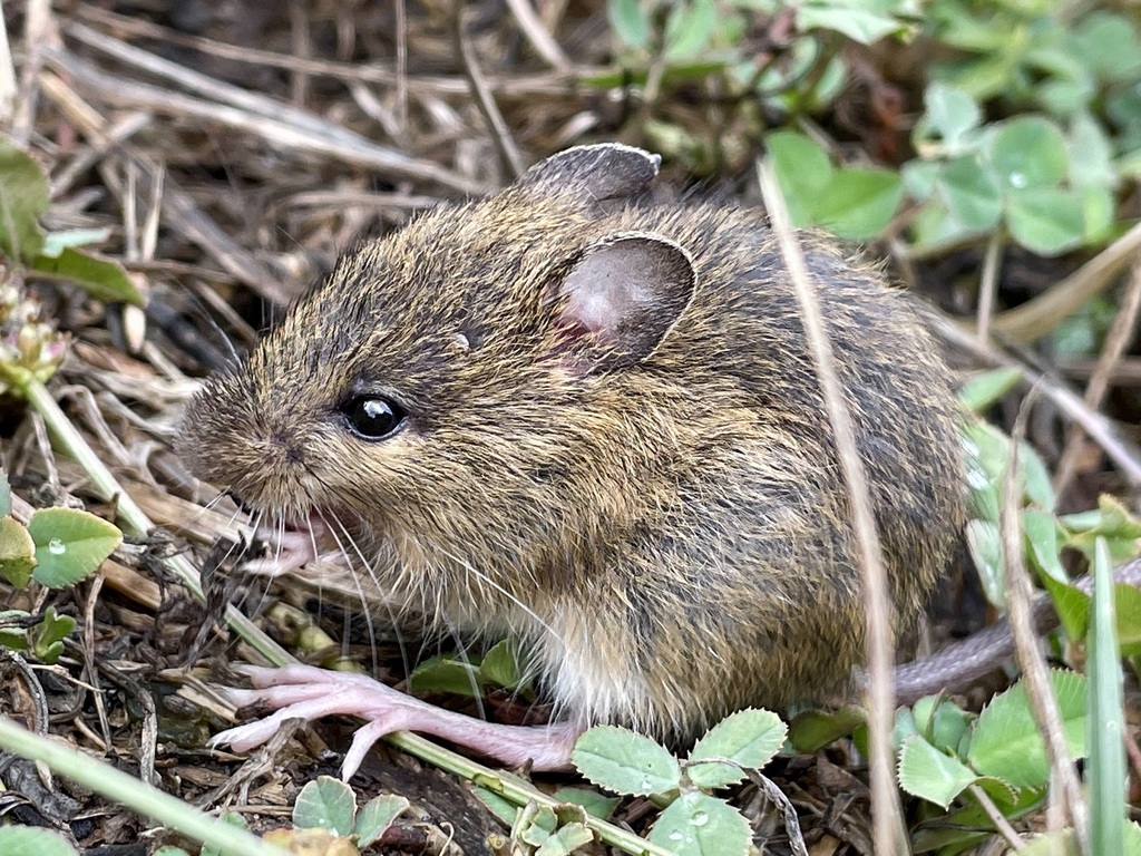 Central Pacific Jumping Mouse (Zapus montanus)