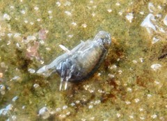 Eumalacostraca