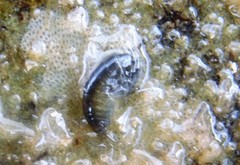 Eumalacostraca