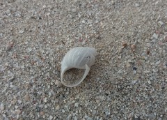 Bothriembryon mastersi