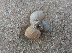 Bothriembryon mastersi