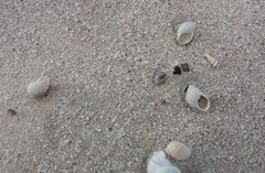 Bothriembryon mastersi