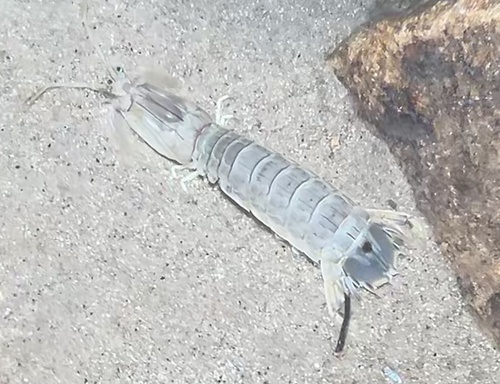 Oratosquillina interrupta