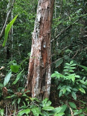 Paubrasilia echinata