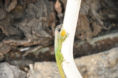 Anolis extremus