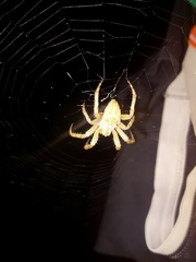 Pararaneus cyrtoscapus