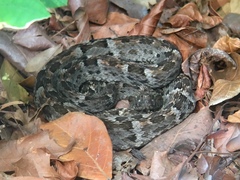 Bothrops leucurus
