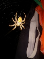 Pararaneus cyrtoscapus