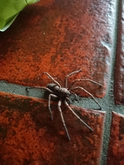 Tomopisthes horrendus