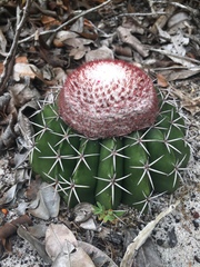 Melocactus violaceus violaceus