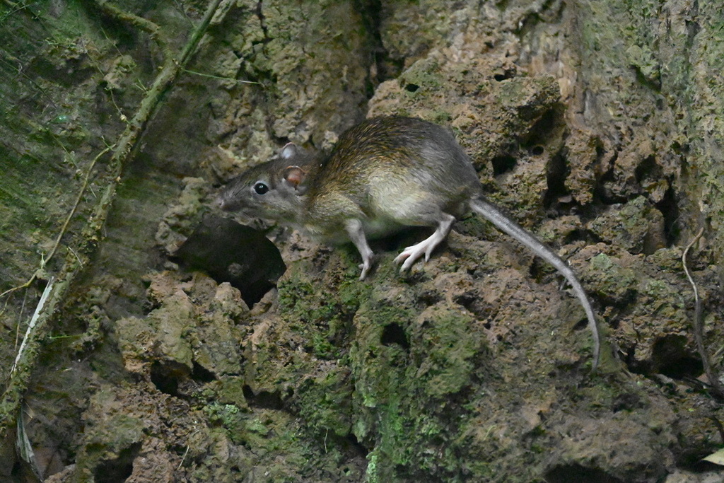 Simon's Spiny Rat