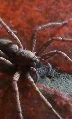 Tomopisthes horrendus