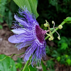 Passiflora gardneri