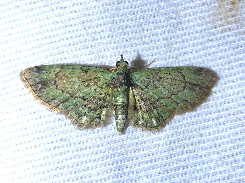Axinoptera penataran