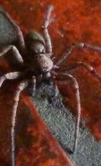 Tomopisthes horrendus
