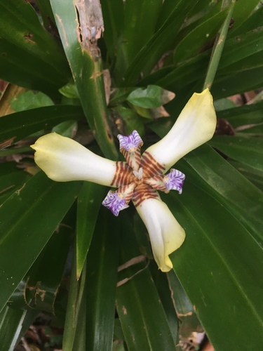Trimezia altivallis