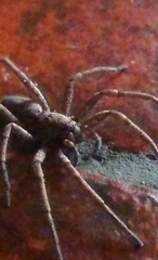 Tomopisthes horrendus