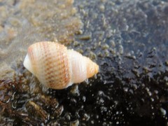 Nassarius perpinguis