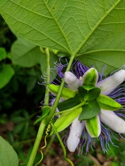 Passiflora gardneri
