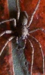 Tomopisthes horrendus