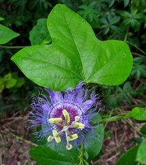 Passiflora gardneri