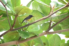 Coereba flaveola