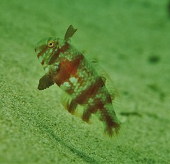 Iniistius aneitensis