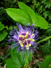 Passiflora gardneri