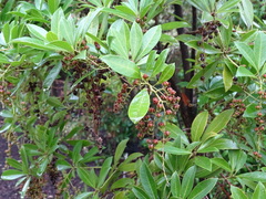 Pieris koidzumiana