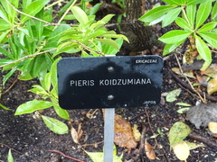Pieris koidzumiana