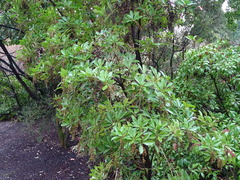 Pieris koidzumiana