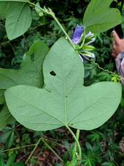 Passiflora gardneri