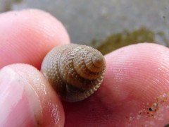 Nassarius perpinguis