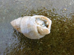 Nassarius perpinguis