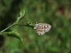 Leptotes plinius pseudocassius - Photo (c) Jemaine Mulcahy, some rights reserved (CC BY-NC), uploaded by Jemaine Mulcahy